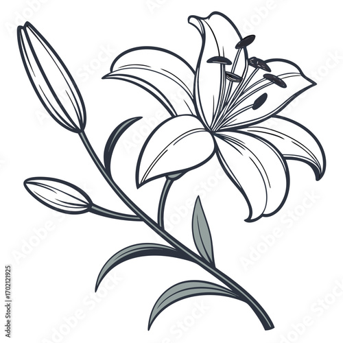 Elegant Monochrome Line Art Illustration of a Lily Flower with Buds and Delicate Foliage