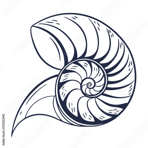 Elegant hand-drawn nautilus shell sketch showcasing its spiral geometry