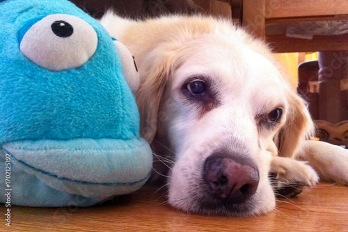 Φωτογραφία Close up low point view of a cute dog with sad look laying on floor next to a toy pouting fish face