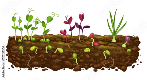 Seedlings Sprouting in Soil Green Peas Radish and Onion Growth Stages.