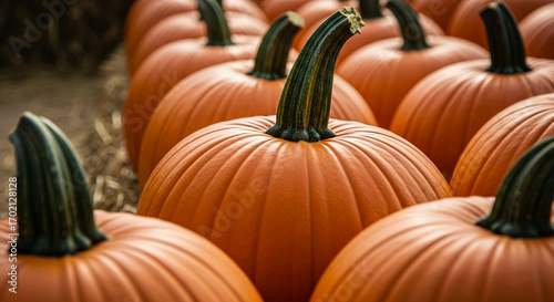 Close-up of orange pumpkins, showcasing ribbed texture and green stems, representing autumn harvest, Thanksgiving, fall season, and Halloween