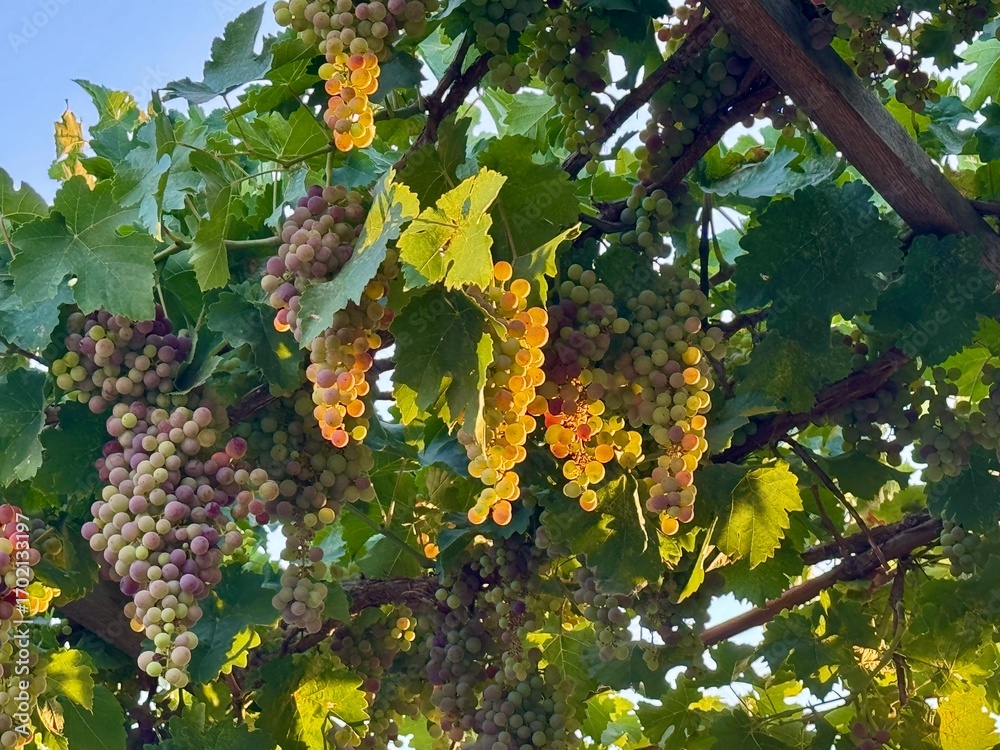 Fototapeta premium Close up of ripe kishmish grapes on the vine glowing in sunlight. Natural vineyard scene with fresh seedless grapes ready for harvest.