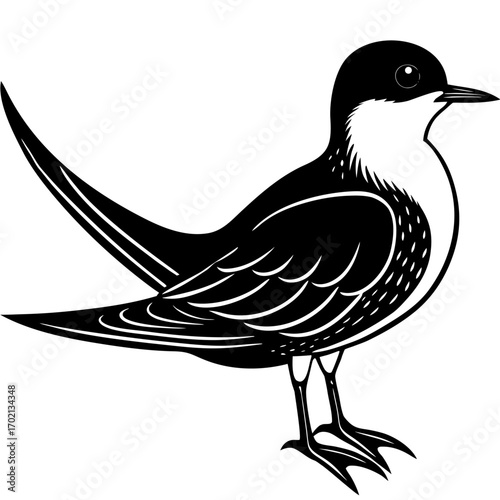 Black bellied tern illustration in black and white with yellow accents