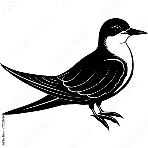 Black bellied tern illustration on white background