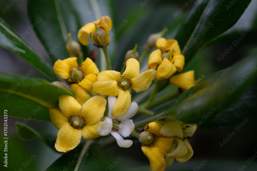 Fototapeta premium Pittosporum tobira Yellow and white flowers macro photo. known by many common names including Australian laurel,Japanese pittosporum, mock orange, and Japanese cheese tree, is a species of sweet