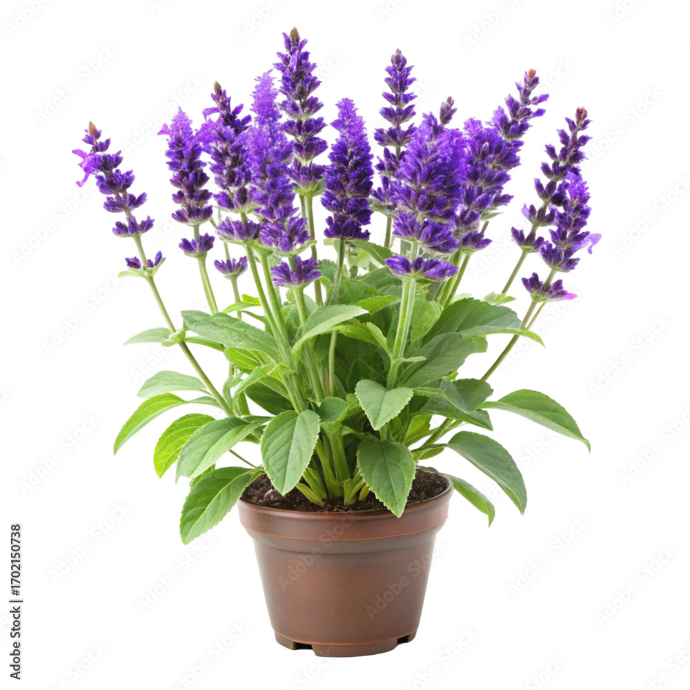Fototapeta premium Purple Salvia Flowers in a Brown Pot with Green Leaves on a transparent background . Transparent Background purple flower potted plant