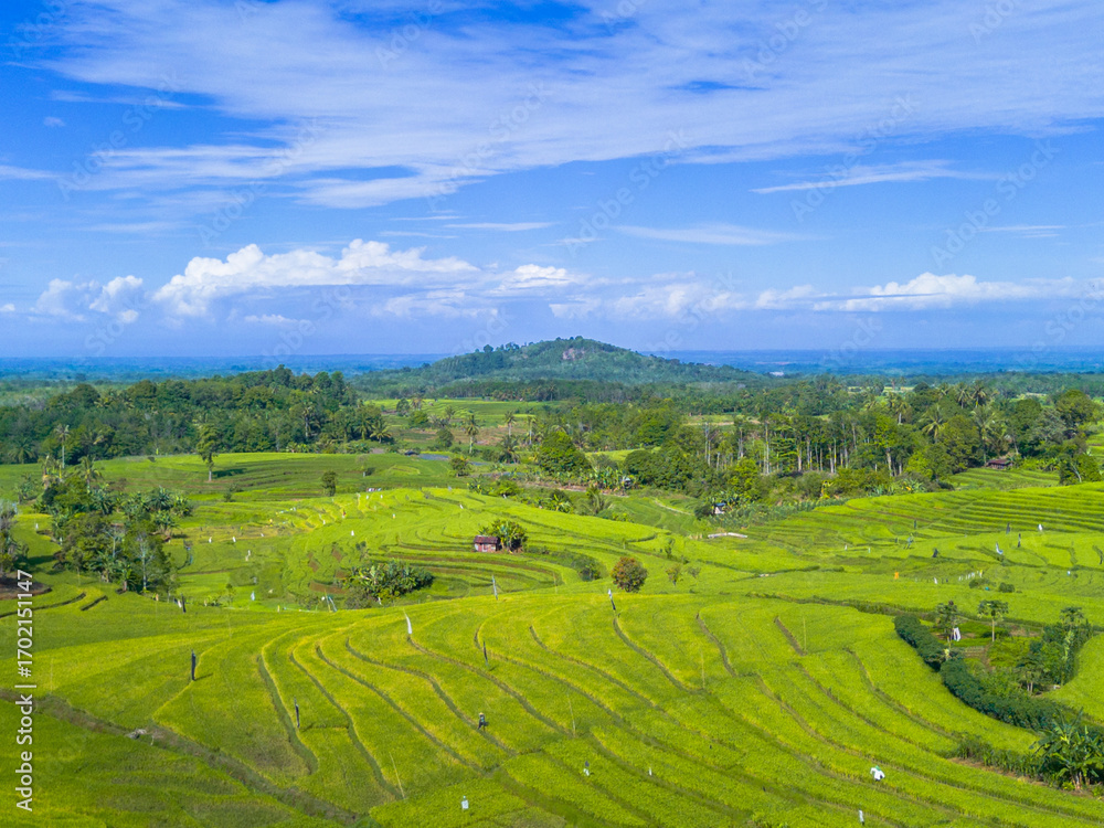 Fototapeta premium Beautiful morning view indonesia, Panorama Landscape paddy fields with beauty color and sky natural light