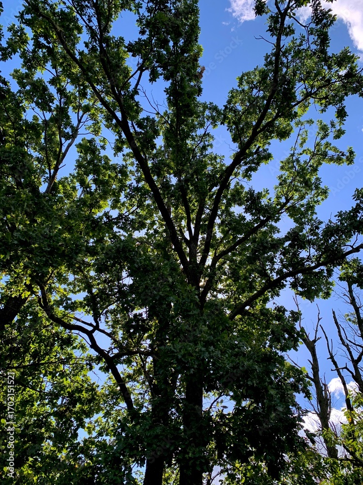 Fototapeta premium Green tree crowns against a blue sky on a sunny day.