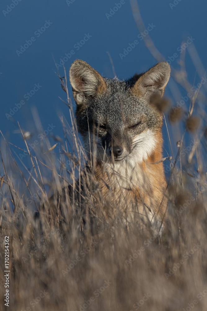Obraz premium Cute and furry Island Fox lounging in the tall grass soaking up the morning sun and foraging for food