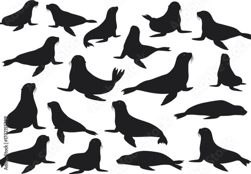Silhouette illustration of multiple sea lions and seals in various poses, perfect for marine wildlife, aquatic animal, and nature designs