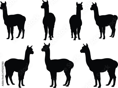 Silhouette vector illustration of standing alpacas in various poses, perfect for wildlife, nature, farm animal, or South American design.