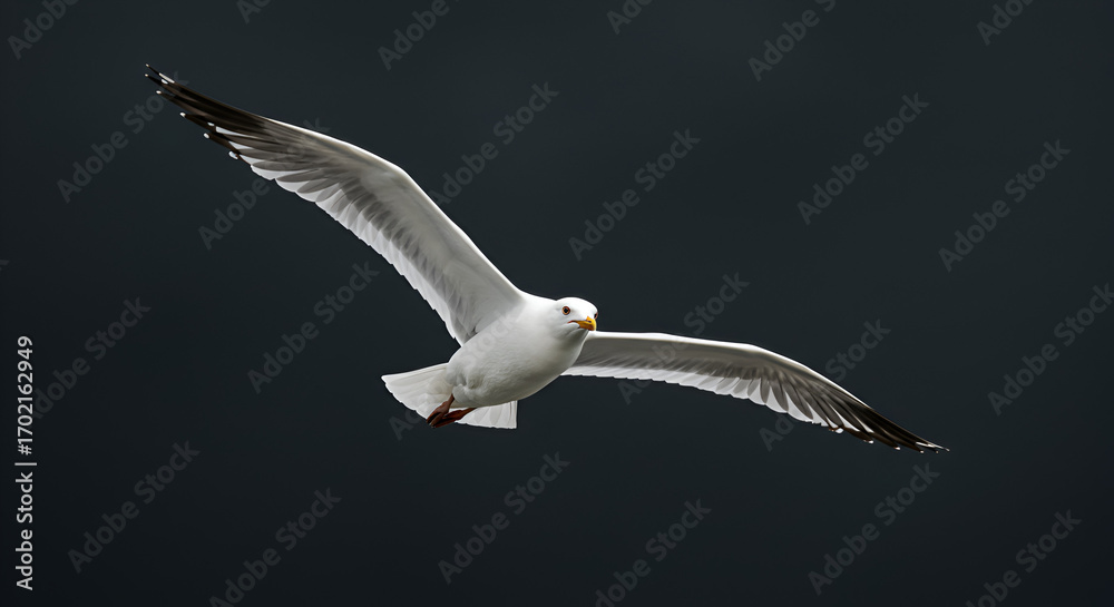 Fototapeta premium Elegant seagull soars gracefully through the sky, wings spread wide open