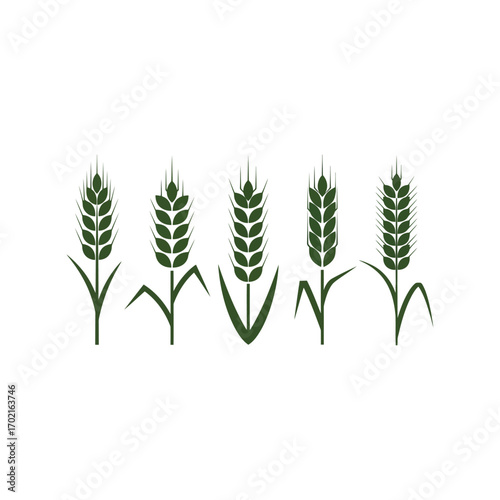 Five detailed wheat stalks with green ears and stems on illustration vector