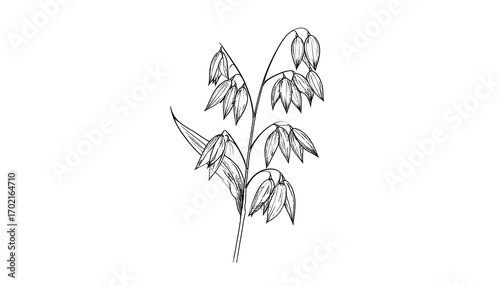Detailed botanical illustration featuring oat plant in minimalist black lines