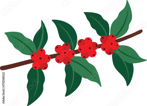 vector illustration of a coffee plant branch with leaves and beans. Ideal for organic, farm, or café designs.