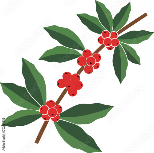 vector illustration of a coffee plant branch with leaves and beans. Ideal for organic, farm, or café designs.