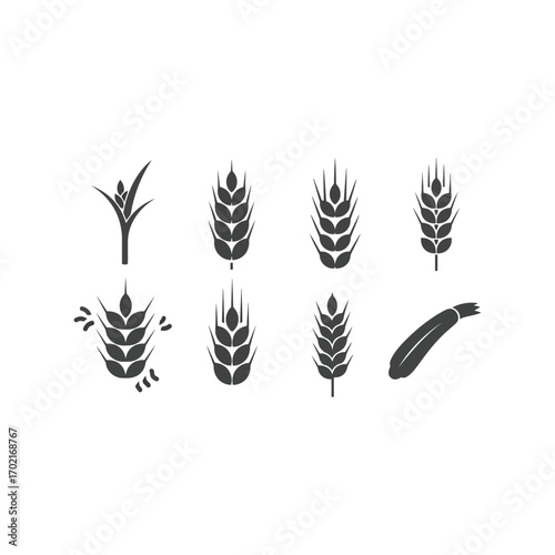 Set of stylized wheat stalk icons for agriculture food and harvest concepts vector
