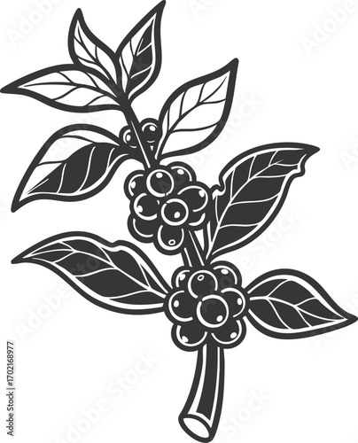 vector illustration of a coffee plant branch with leaves and beans. Ideal for organic, farm, or café designs.