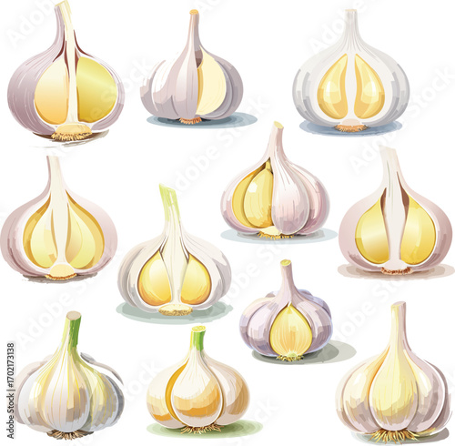 A clean and modern vector illustration set of fresh garlic bulbs. This versatile collection of icons is perfect for recipes, food packaging, menus, and culinary graphics.