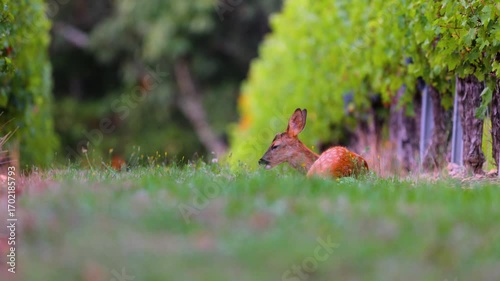 Roe deer, capreolus capreolus, forages and looks around the misty meadow in the early morning. Unconscious female wild animals with orange fur grazing on the hay field in summer.
