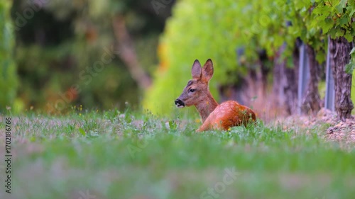 Roe deer, capreolus capreolus, forages and looks around the misty meadow in the early morning. Unconscious female wild animals with orange fur grazing on the hay field in summer.