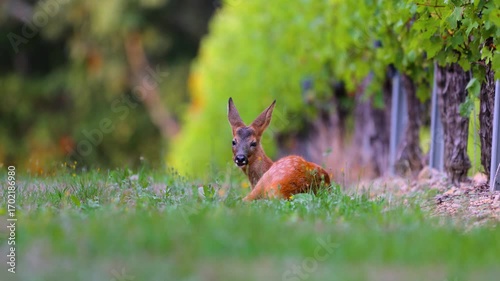 Roe deer, capreolus capreolus, forages and looks around the misty meadow in the early morning. Unconscious female wild animals with orange fur grazing on the hay field in summer.