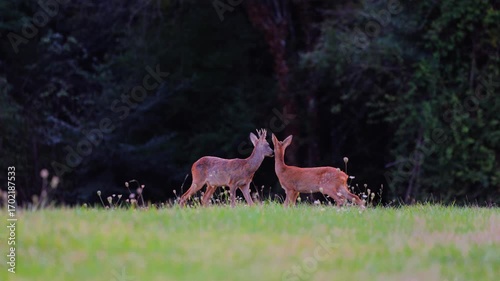 Roe deer, capreolus capreolus, forages and looks around the misty meadow in the early morning. Unconscious female wild animals with orange fur grazing on the hay field in summer.