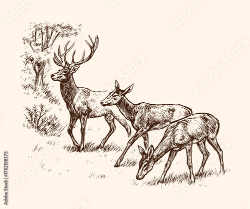 Vintage illustration of deer family grazing in nature, showing detailed wildlife scene with naturalistic hand-drawn style.