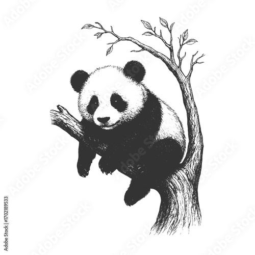 Cute panda sitting on a tree branch, black and white illustration with playful and natural wildlife feel.