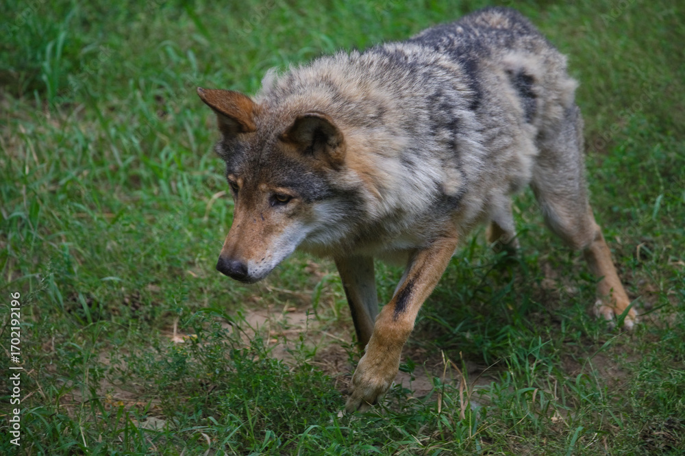 Fototapeta premium Wolf Walking Gracefully in the Grass