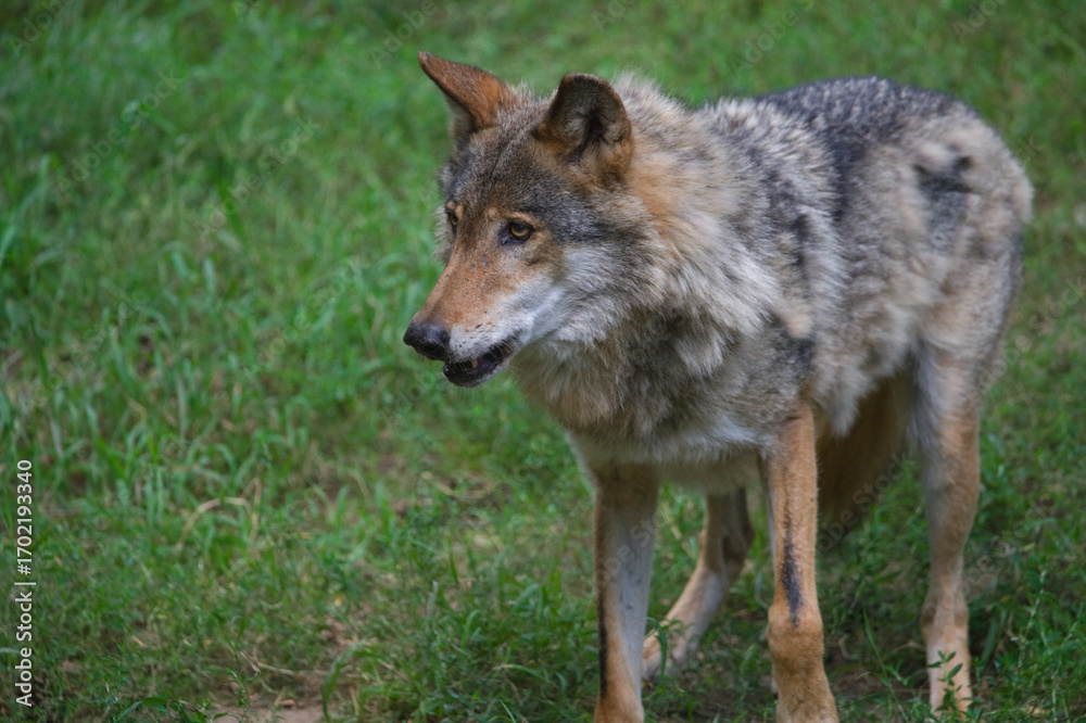 Fototapeta premium Wolf Standing in a Grassy Area
