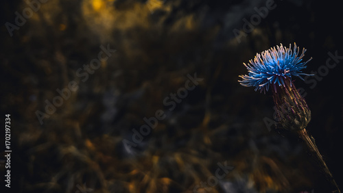 thistle in the wind