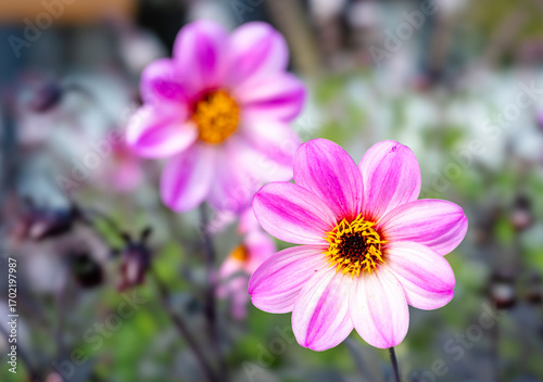 Close-up of Pink and White Flowers