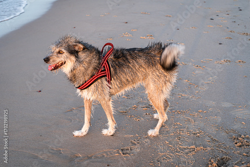 Scruffy mixed-breed dog with red harness standing on sandy beach near water, looking alert and happy