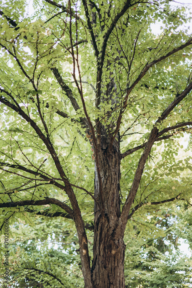 Obraz premium Green tree crown full of leaves