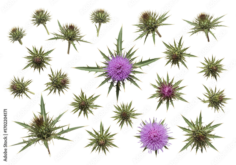 Obraz premium Purple thistle flower and buds on transparent background botanical illustration