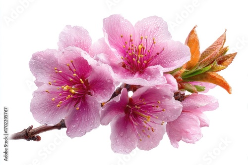 Close-up of delicate pink blossoms