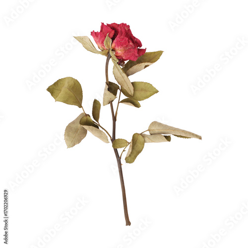 Dry dead rose flower stem isolated on transparent background	