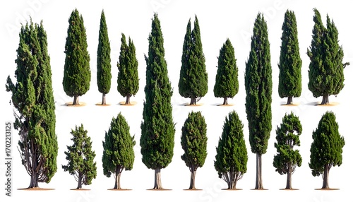 Collection of various italian cypress trees with different shapes and sizes, isolated on a white background.