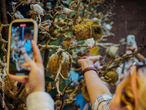 Photography Small birds are pecking grains from the hand