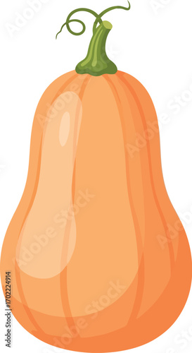 Butternut squash harvest autumn food ingredient fresh orange vegetable vector