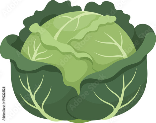 Fresh green cabbage healthy food ingredient vector