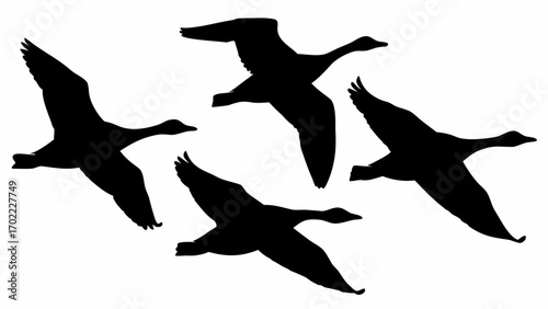 Silhouette illustration of four geese in flight against a white background with wings spread and necks extended