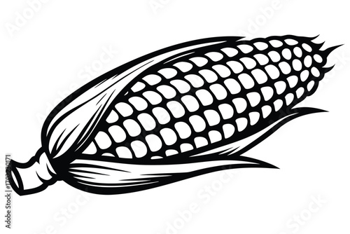 Isolated of Corncob with Husk on White Background