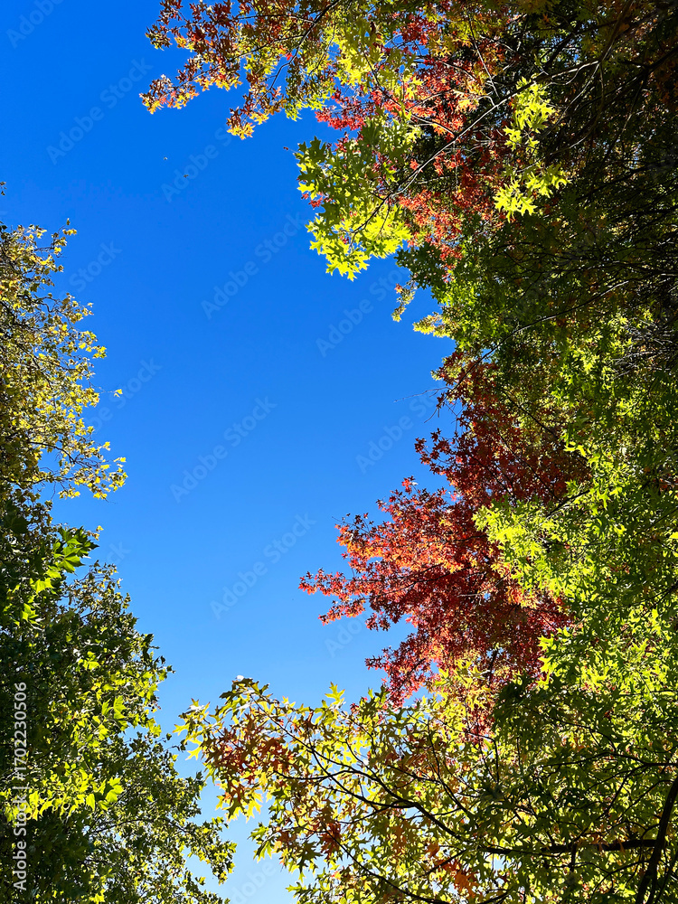 Fototapeta premium Autumn foliage and clear blue sky in a tranquil forest setting