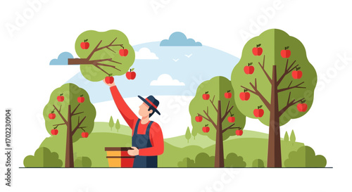 Apples Abundance: Orchard Worker Harvesting Red Fruit For Seasonal Deliciousness