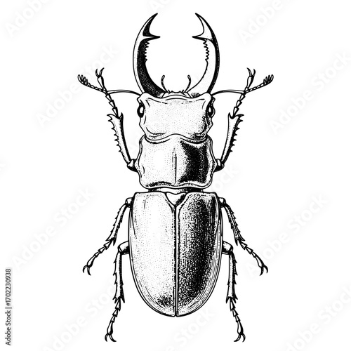Stag Beetle , line art engraving, hand drawn illustration, isolated on white transparent background