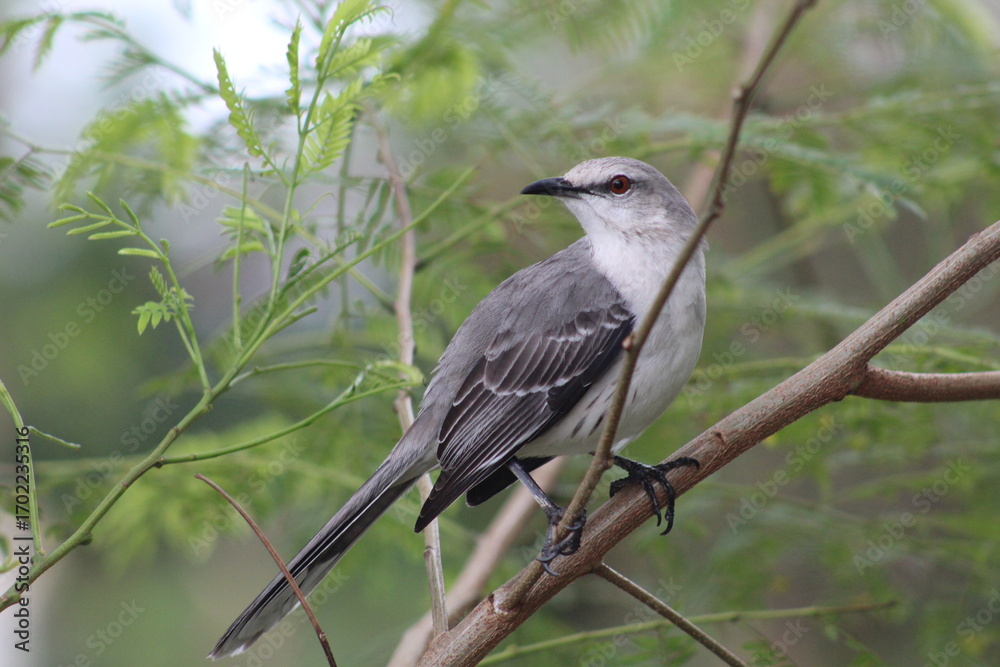 Fototapeta premium Sabiá-da-praia