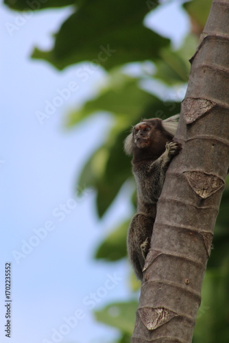 Sagui