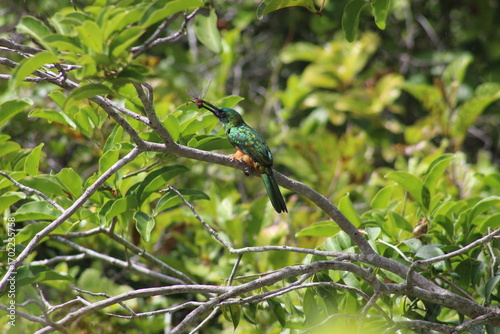 Ariramba-de-cauda-ruiva